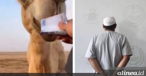 Beri makan unta dengan lembaran uang kertas Rp2.1 juta, seorang pria&nbsp;ditangkap
