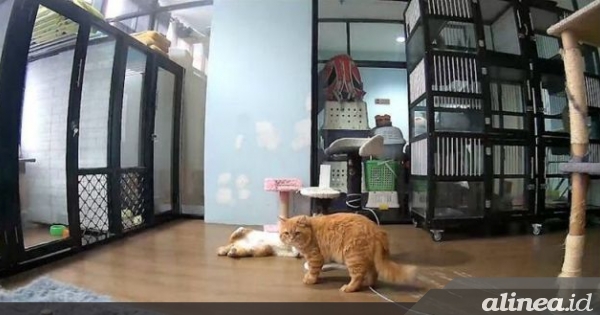 Menitip hewan peliharaan selama libur Lebaran