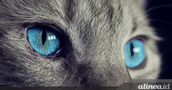 Memelihara kucing berisiko terkena&nbsp;skizofrenia