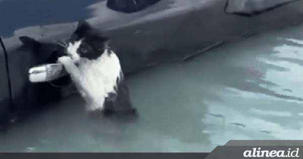 Drama penyelamatan kucing di banjir&nbsp;Dubai