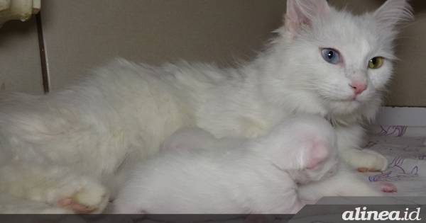 Van Cat Villa Turki menyambut kelahiran anak pertama di 2024