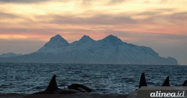 Paus pembunuh tenggelamkan kapal, kenapa malalia ini jadi sering&nbsp;menyerang?