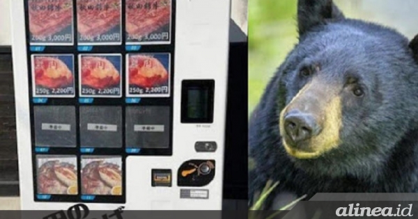 Makan daging beruang ternyata akibatnya bisa mengerikan