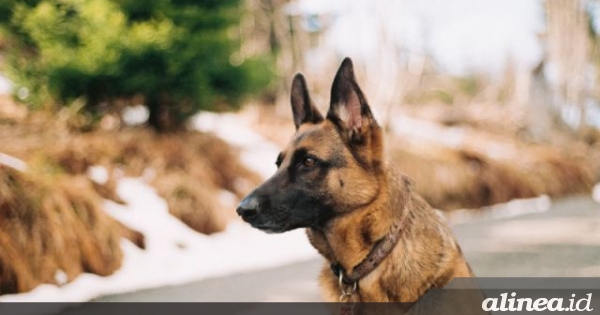 Memukul malah membuat anjing&nbsp;agresif