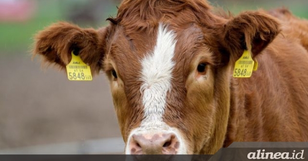 Apakah hewan bisa&nbsp;menangis?